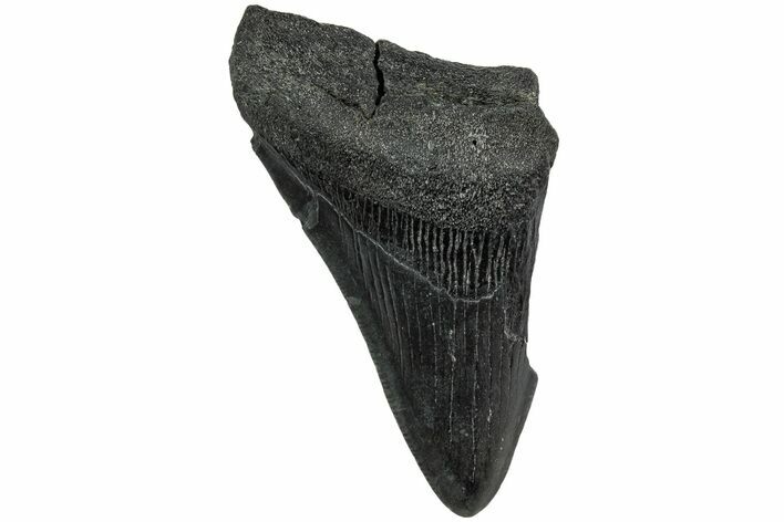 Partial Megalodon Tooth #194078